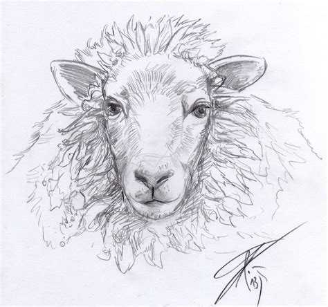 Realistic Sheep Drawing at PaintingValley.com | Explore collection of ...