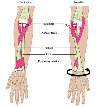 Supination vs. Pronation | Basic anatomy and physiology, Human anatomy ...