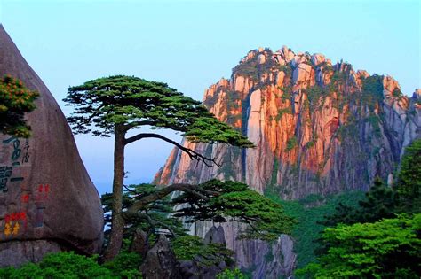 The pine of greeting guests in Huangshan,China 中國 黃山 迎客松 | Bocetos