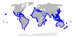 Hammerhead Shark Habitat Map