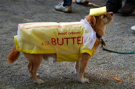 butter | Best dog halloween costumes, Dog halloween, Pet halloween costumes