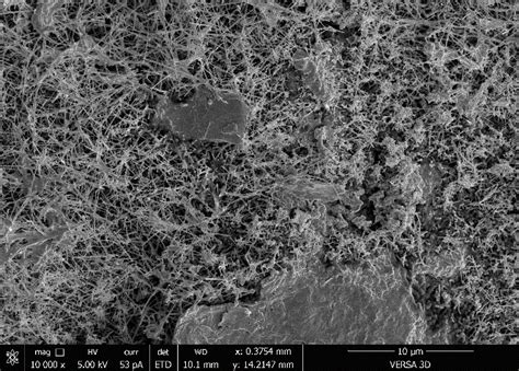 Microstructure of ceramics obtained using binder 2: large inclusions ...