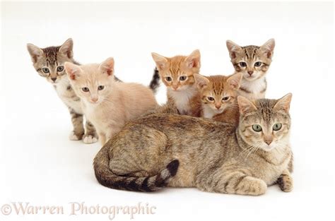 Mother cat with her five kittens behind her photo WP19146