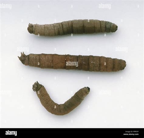 Three larvae of the Crane fly (Tipula sp Stock Photo - Alamy