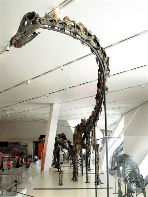 Barosaurus - Facts and Pictures | Fossils, Prehistoric, Paleontology