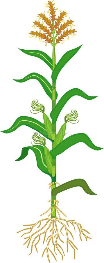 Corn Maize Plant with Green Leaves, Root System, Fruits Stock Vector ...