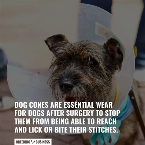 8 Best Cones For Dogs In 2024 – Surgery, Types, Measurements