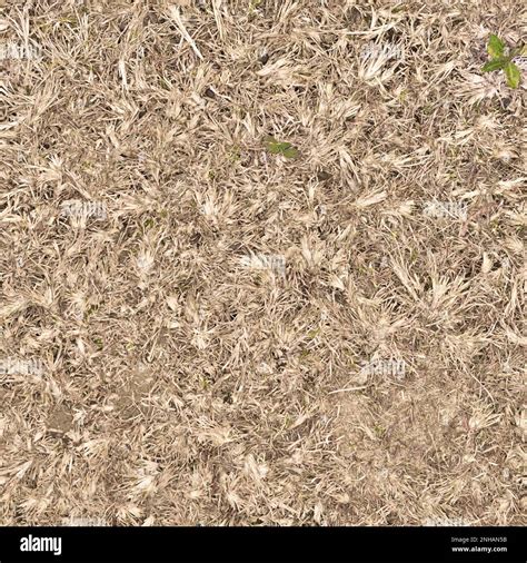 Dried grass texture background in summer from above Stock Photo - Alamy