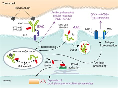 STING agonists for bioconjugation | InvivoGen