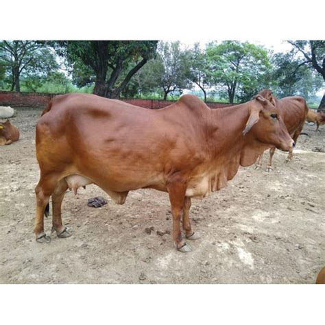 Sahiwal Cow Supplier,Sahiwal Cow Trader In Karnal,Haryana,India