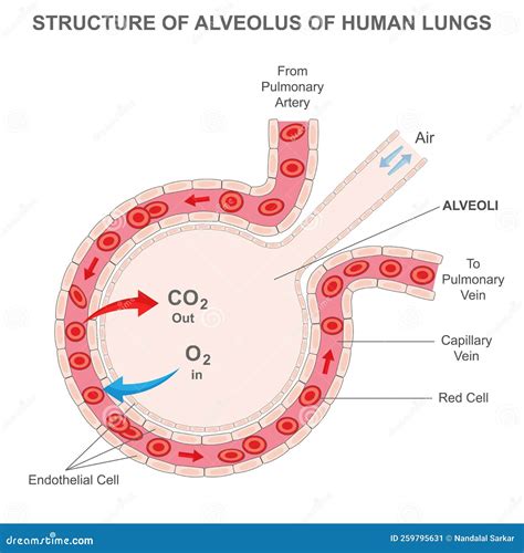 Alveolus Structure. Respiratory Membrane Of Alveoli, Oxygen And Carbon Cartoon Vector ...