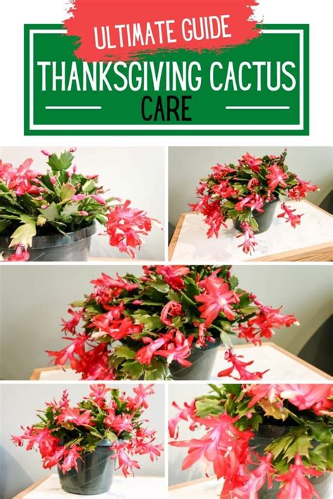 How to care for a Thanksgiving cactus - keep your plants alive