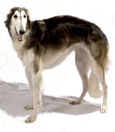 Complete Dogs Guide: Borzoi Dog Breed with Pictures Added | Dog breeds, Pet dogs, Family dogs breeds