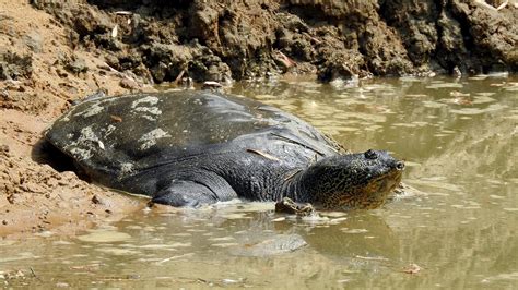 Memulai dengan Foto dan Cerita: Cara untuk Selamatkan Spesies Kurang Dikenal - Mongabay.co.id