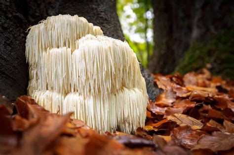 How to Grow Lion’s Mane Mushrooms