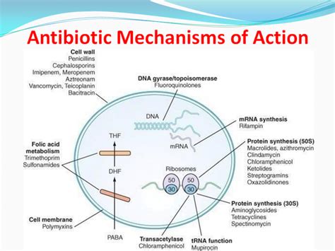 antibiotics place of action | Medical school studying, Pharmacology ...