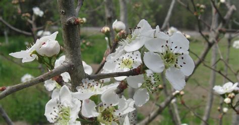 Mayhaw trees available for adoption through Leon County