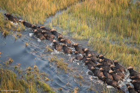 7-Vikram-Ghanekar-Buffalo-herd,-Okavango-Delta,-Botswana,-Aerial-Shot-from-Helicopter - Africa ...