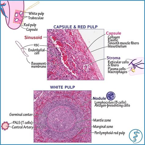 Spleen Histology Drawing