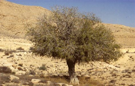 Negev Desert Botanical Garden