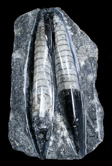 Polished Orthoceras (Cephalopod) Fossil For Sale (#3393) - FossilEra.com