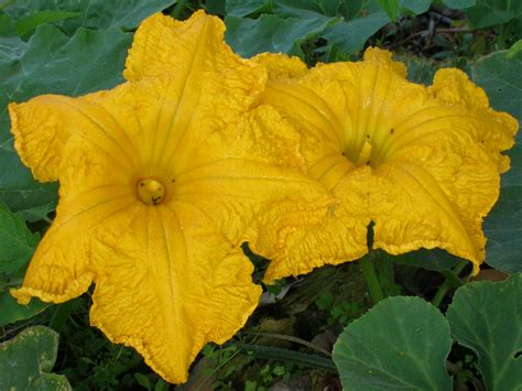 Cucurbita moschata (Calabaza Winter Squash) - Richard Lyons Nursery, Inc.