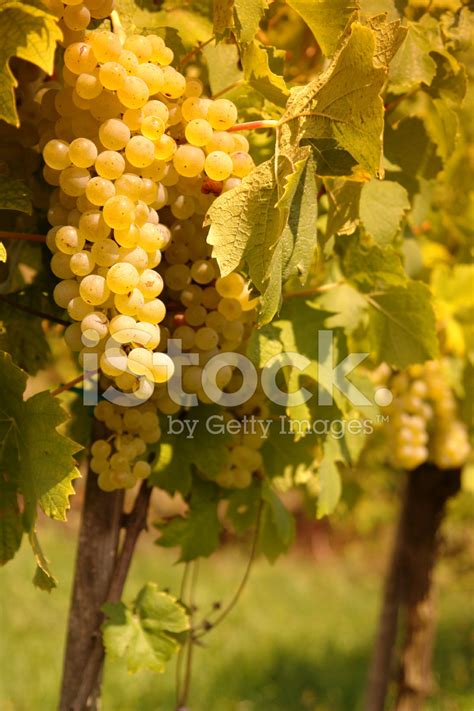 Chardonnay Grapes Stock Photo | Royalty-Free | FreeImages