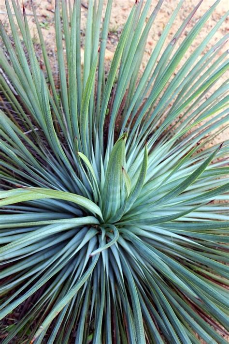 Desert yucca plant stock photo. Image of botanical, cacti - 14084220