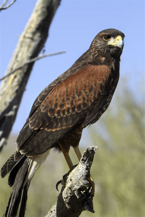 Harris's hawk - Wikipedia