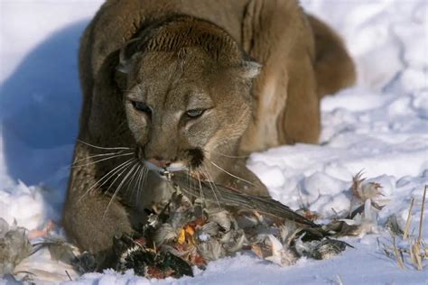 What Attracts Mountain Lions and How to Use it for Your Hunt