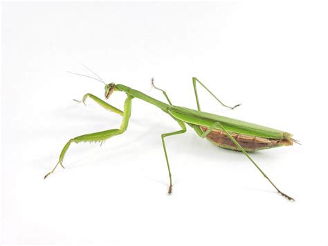 Chinese Mantis Care Sheet | Dubia.com