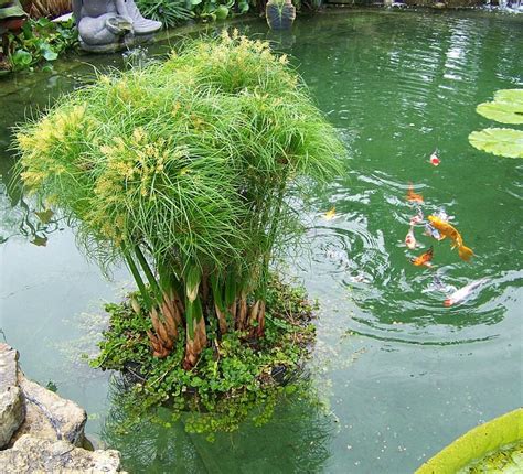 Floating Island Pond Planter (6 sizes to choose from) | Ponds backyard, Pond plants, Water garden