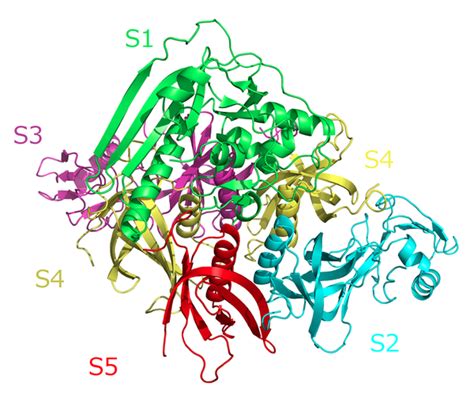 Bordetella pertussis Vaccine - microbewiki