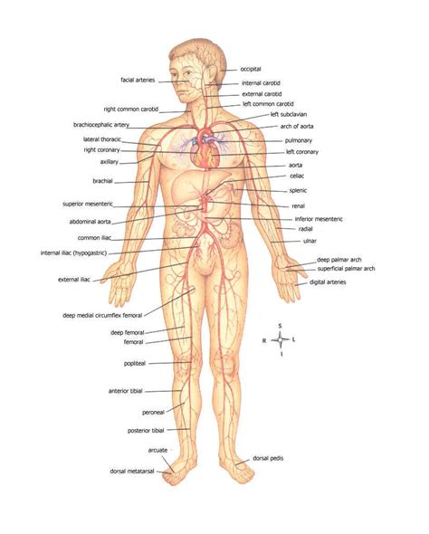 Arteries Of The Body Diagram - General Wiring Diagram