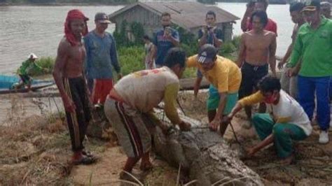 Takut Kembali Makan Korban, Buaya Berukuran 3,5 Meter Ditangkap di Pinggir Sungai Mahakam ...