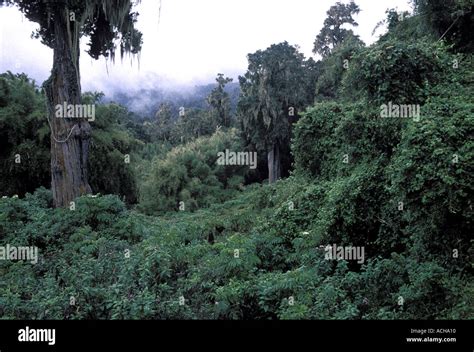 Montane forest Mount Kenya National Park Kenya East Africa Africa Stock Photo: 2431503 - Alamy