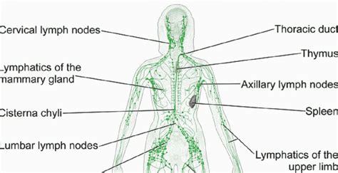 Sistema linfatico: struttura e funzioni - BioPills