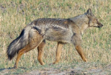 Side-Striped Jackal (Canis adustus adustus) — 'Souls Wiki