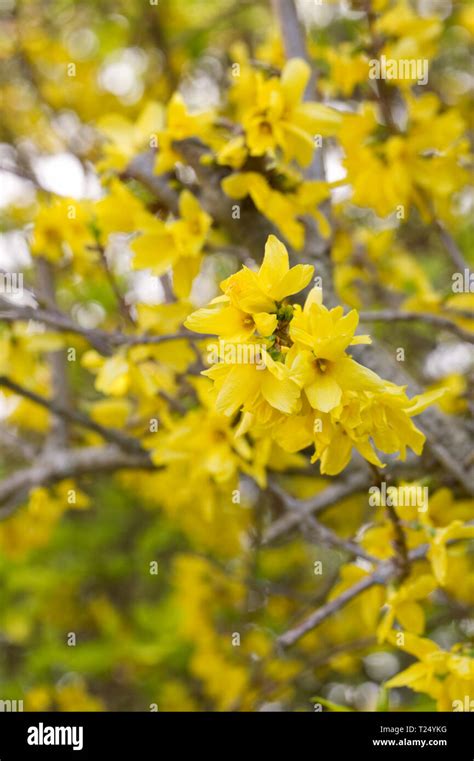 Forsythia flowers in Spring Stock Photo - Alamy