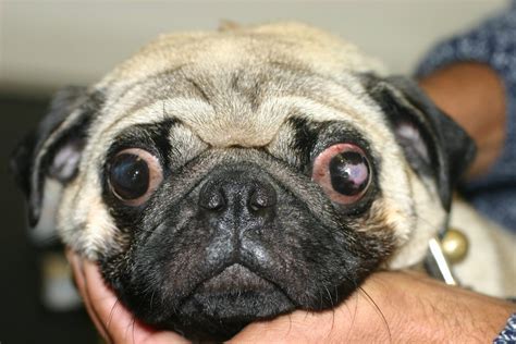 Focus Referrals | The problem with Pug’s eyes