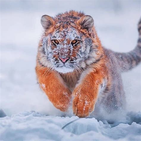 🔥 A tiger pouncing in the snow 🔥 : NatureIsFuckingLit