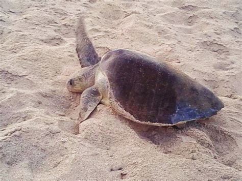 Turtle nesting on Sandy Beach - Sea Side Reservations BlogSea Side ...