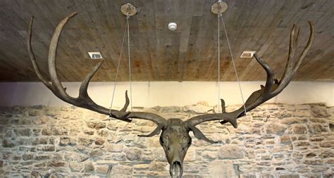 Ancient giant antlers from now extinct Irish Elk go on display | The ...