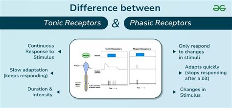 Difference Between Tonic and Phasic Receptors - Tonic vs Phasic ...