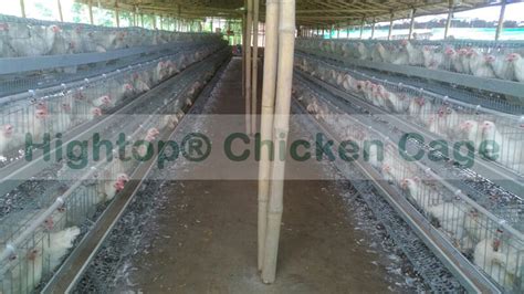 Small Layer Chicken Egg Farming Business in India - Hightop® Poultry Equipment