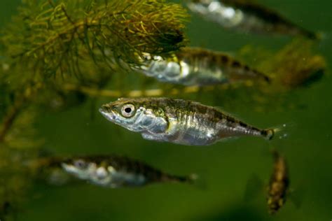 Threespine Stickleback (Gasterosteus aculeatus) - Species Profile