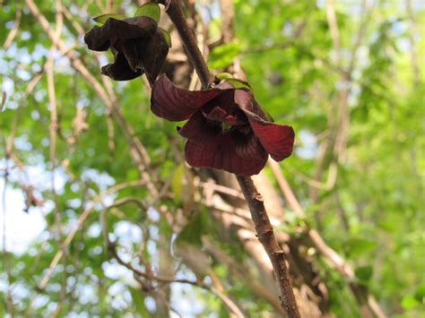 Paw Paw flower essence - Essence Alchemy