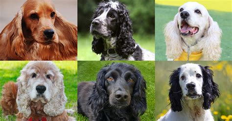 Different types of Cocker Spaniels | Cocker Crazy