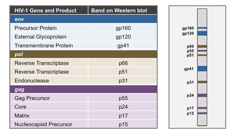 Hiv Western Blot Test