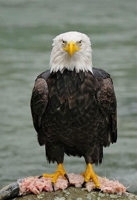 Pin by Shauna Bradley on Bald Eagle | Bald eagle, Pet birds, Beautiful birds